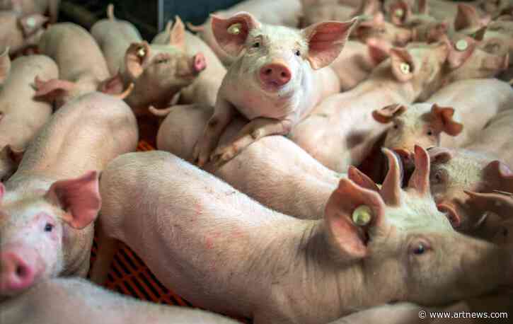 Piglets Stolen from Art Installation in Which They Were Left to Starve