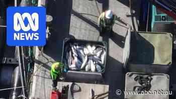 Investigation launched after live salmon sealed into tubs with dead fish