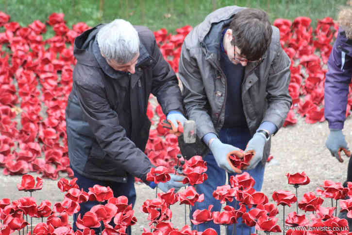 Poppies returning to the Tower of London this summer