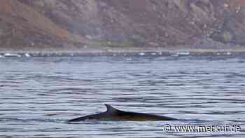 Erste Finnwal-Sichtung seit Jahren: „Ereignis von außerordentlicher wissenschaftlicher Bedeutung“