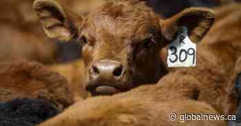 As tariffs take effect, Canadian cattle groups look to diversify markets