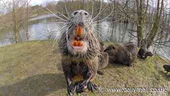 Wildlife experts urge Americans to catch, cook and EAT rat-like rodents terrorizing the nation