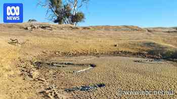 Dry dams leave SA farmers deciding to buy water or sell livestock
