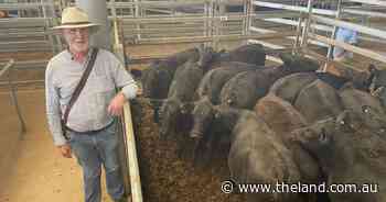 Store cattle market exceeds expectations at Wodonga despite dry conditions