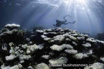 Bleached reef like a frog in a pot