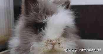 Emil landet schon wieder im Tierheim Bamberg: Geht sein Wunsch diesmal in Erfüllung?