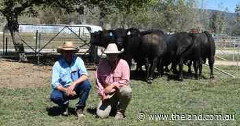 Northern buyers dominate at Hicks Beef