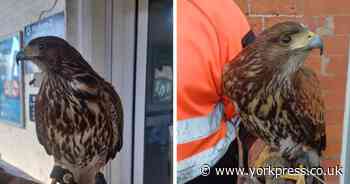 Hawks employed to fend off troublesome pigeons at Northern stations