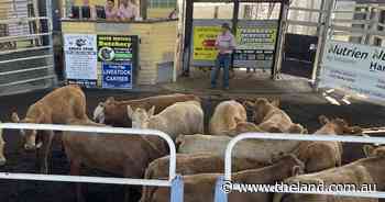 Grafton cattle sell cheaper as Cyclone Alfred weighs on the minds of buyers