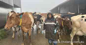 Dorrigo records 300mm in less than 24 hours with more to come