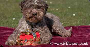 Searches skyrocket for King Charles' new breed that has Crufts crown