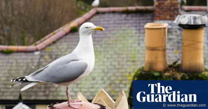 Country diary: As spring progresses, gulls become more and more raucous | Sara Hudston