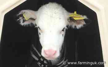 Third of UK calves experience bovine respiratory disease, study finds