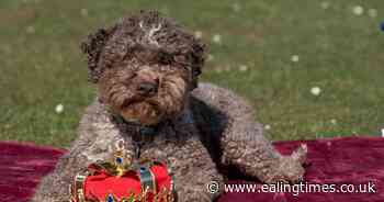 Searches skyrocket for King Charles' new breed which has Crufts crown