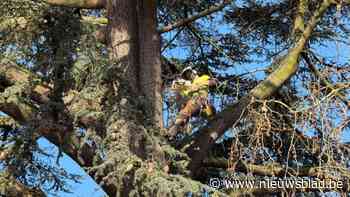 Een van de oudste bomen binnen Hasseltse kleine ring is gerooid: “Bijzonder jammer, maar niet te vermijden”
