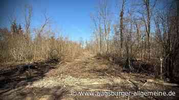 Eschensterben: Warum im Auwald kräftig geholzt wurde