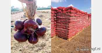 "Oogst Egyptische uien relatief stabiel"