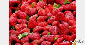 Marisma en Red Sayra dominante aardbeienrassen in Huelva