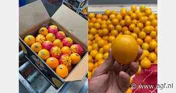 Trage exportmarkt voor Egyptische sinaasappelen