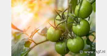 11% GLB-budget Vlaanderen naar glastuinbouw
