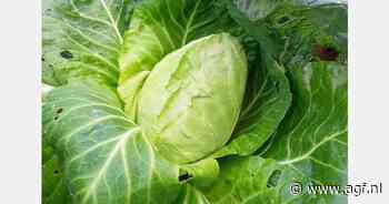 "Spitskool maakt sterke groei door"