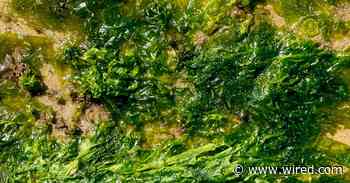 This Goopy Seaweed Slurry Could Make Its Way Into Everything You Eat and Wear