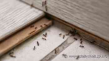 Expert reveals the 8p hack that can stop ants from invading homes this summer