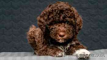 Meet Britain's most sought-after dog! Searches for Lagotto Romagnolo surge by 723% after King Charles welcomes the exotic breed into his family