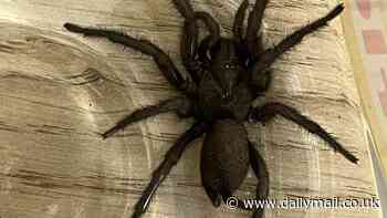 Urgent warning to Britons as Europe's largest SPIDER arrives in the UK: Venomous arachnid with 'huge appetite' hitches a ride on a delivery of olives