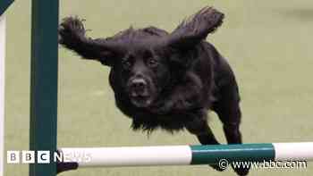 Spaniel Kima faces Crufts showdown with daughters