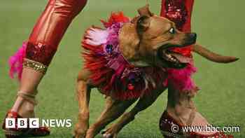 Every dog has its day - Crufts in pictures through the years