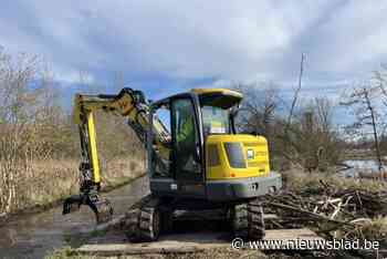 Beverdam in Leibeek opgeruimd zodat water beter kan doorstromen: “Maar de bever zelf wordt niet bedreigd”