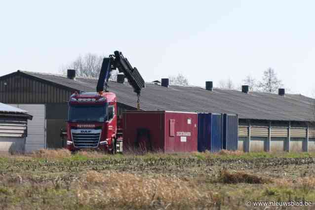 Nieuw geval van vogelgriep bij pluimveebedrijf: “Er circuleert weer meer virus bij wilde vogels”
