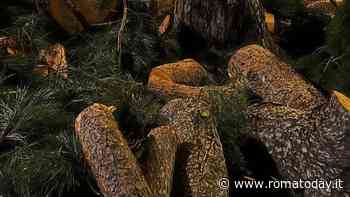 Talenti, abbattuti cinquanta alberi in due settimane: "Stanno creando un deserto"