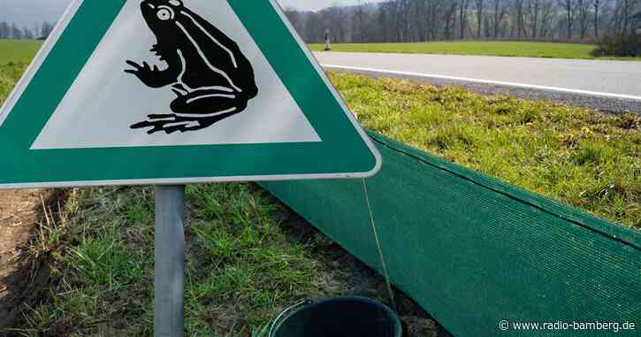 Mehrere Schutzmaßnahmen gegen Krötenwanderung in der Region