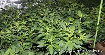 150 plants found as cannabis farm discovered at Wirral property
