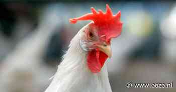 Waddinxveen eens met vernieuwingsplannen voor vleeskuikens