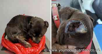 XL Bully left emaciated and in pain without vet care in Croydon