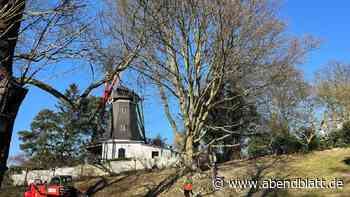 Riesige Rotbuche neben der Bergedorfer Mühle wird gefällt