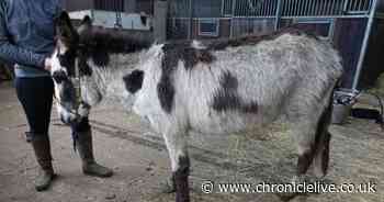 'Animal lover' fined after leaving two donkeys to suffer in Northumberland field