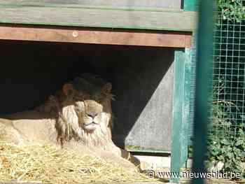 Van Kiev naar Oudsbergen: Oekraïense leeuwen krijgen tweede kans in Natuurhulpcentrum