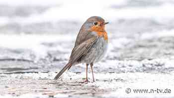 Urteil in Frankreich: Gericht bestraft Rentner für tausendfache Wilderei von Singvögeln