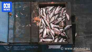 More than 5,500 tonnes of dead salmon dumped amid Tasmania's largest-ever losses