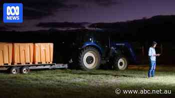Grape growers working in the dark as harvest gets underway in WA