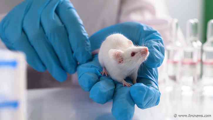 CNN edits fact-check saying Trump 'falsely claimed' there were trans experiments on mice