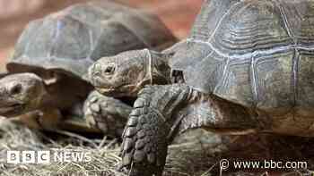 Giant tortoises move to Leeds after outgrowing home