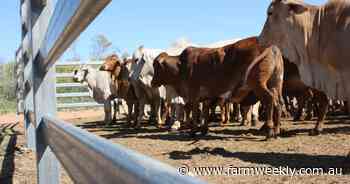 Pastoralists call on incoming WA Government to support beef industry growth