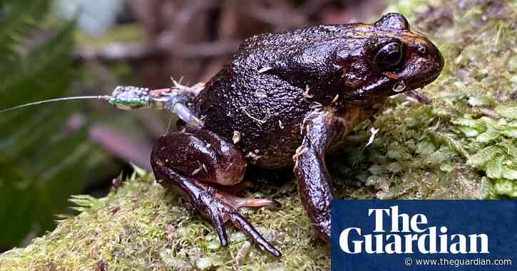 ‘You just hope for the best’: rarely seen froglets – the length of a grain of rice – released into small patch of Victorian wilds