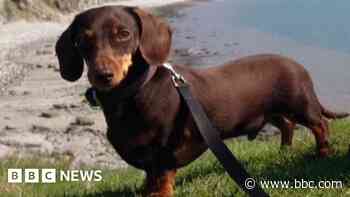 'My dog had to be put down after beach attack'