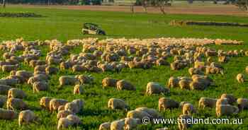 Outstanding prime lamb operation makes solid $3527/acre at strong auction